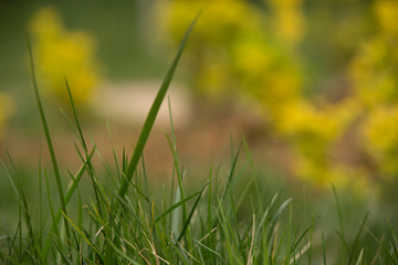 Lawns