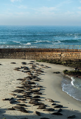 Seals and sea lions sunbathing © Caitlin O'Rorke