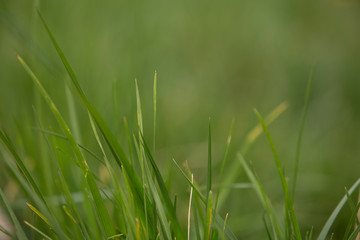 Lawns