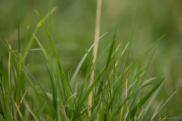 Lawns