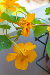 Healthy organic heirloom flowering nasturtium plant growing on a balcony on a sunny day. Edible bee-friendly herbs, flowers, fruits, and vegetables for urban gardening in Trento city in northern Italy