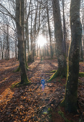 Forest in the mount of Aiako Harria, Guipuzcoa. Basque Country