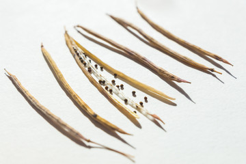 Harvested ripe black seeds of Kale from dried out pods of an edible flowering plant Brassica Oleracea grown in an urban garden on a balcony in Italy