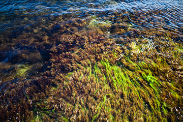 Water stones with green moss over Black sea rocky coastline in Crimea on summer day. Natural landscape background and wallpaper