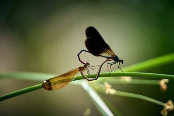 Close-up of dragonflies mating