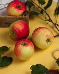 Ripe juicy yellow-red apples with a branch and leaves on it on a yellow background.