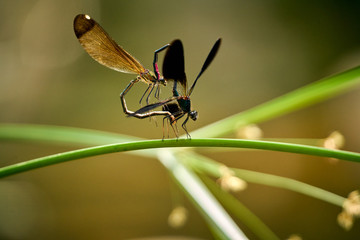Close-up of dragonflies mating