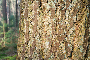 close up of texture of a pine tree in forest