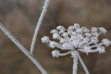 Close up of flower covered with ice and snow. Abstract background.