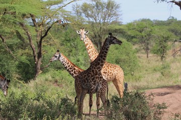 Giraffe, Maasai Giraffe Herd, Serengeti, Tanzania,