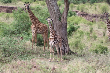 Giraffe, Maasai Giraffe Herd, Serengeti, Tanzania,