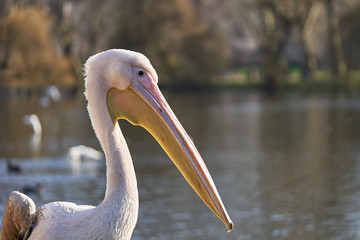 Portrait of beautiful pink great white pelican, Pelecanus onocrotalus, also known as eastern white pelican, rosy pelican or white pelican taken in sunny day. Big waterbird living in swamps and lakes.