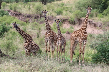 Giraffe, Maasai Giraffe Herd, Serengeti, Tanzania,