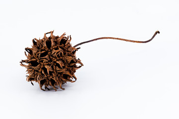 Sweet gum tree seed pod on white background macro 