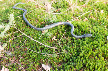 green fake snake lying on green asterisk moss in forest