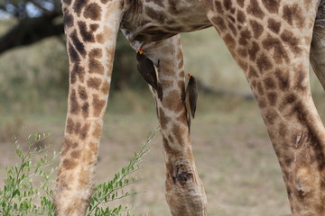 Giraffe with Oxpecker Birds on the legs