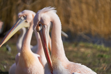 Beautiful pink great white pelican, Pelecanus onocrotalus, also known as eastern white pelican, rosy pelican or white pelican is taking care about their plumage, cleaning feathers on the bank of lake.