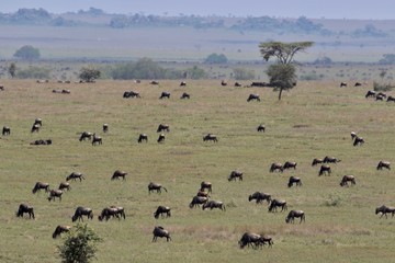 Great Migration Serengeti, Wildebeest and Zebras
