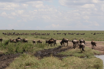 Great Migration Serengeti, Wildebeest and Zebras
