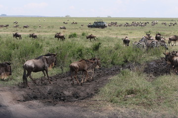 Naklejka na ściany i meble Great Migration Serengeti, Wildebeest and Zebras