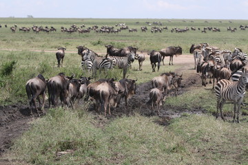 Fototapeta na wymiar Great Migration Serengeti, Wildebeest and Zebras