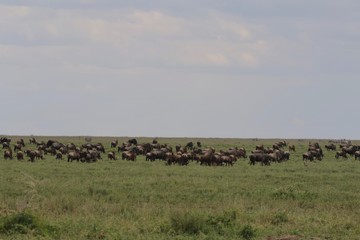 Naklejka na ściany i meble Wildebeest Migration Serengeti, Landscape, Tanzania