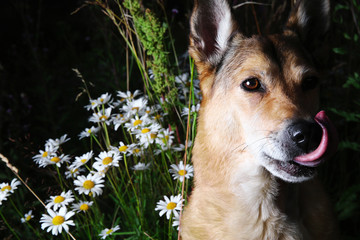 Obraz premium Cute dog near chamomiles in summer meadow
