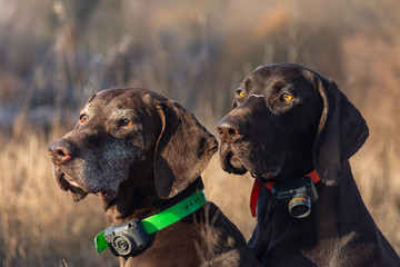 German shorthaired pointer dog sitting in field. Portreit on nature.