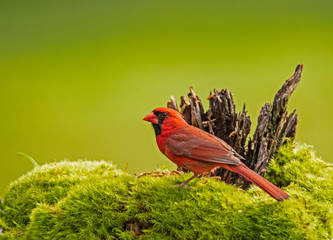 A red Cardinal Bird against a green background.