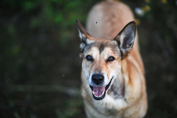 Focused crossbreed dog standing in street at nature