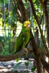 Latin American parrots, yellow head, blue head, red head, loro, Loro cabeza amarilla, Cotorro