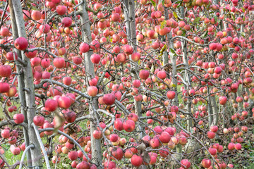 Red apple trees garden