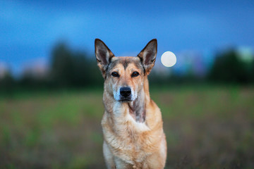 Cheerful brown dog resting on meadow in twilight