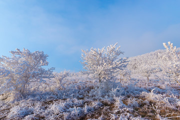 Winter landscape with rime on the tree