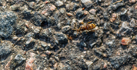 A brown ant taking a dangerous stroll over asphalt road.