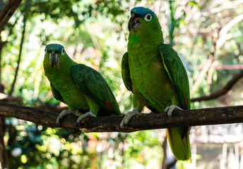 Latin American parrots, yellow head, blue head, red head, loro, loro cabeza amarilla, cotorro