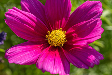 Obraz na płótnie Canvas Purple and yellow flower in sharp sunlight.