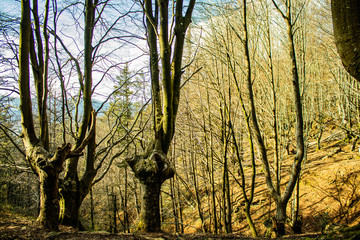 Bosque de hayas del monte Adarra del País Vasco