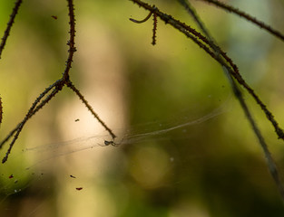 A spider hanging in a web between some branches.