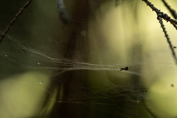 A spider hanging in a web between some branches.