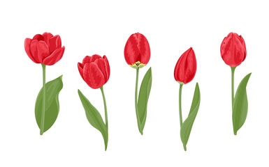 Red tulips of different shapes set. Vector illustration of bright spring flowers with green leaves isolated on white background. Cartoon flat style.