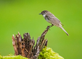 Mockingbird flying with his wings spread.