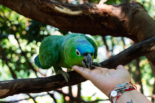 Latin American parrots, yellow head, blue head, red head, loro, loro cabeza amarilla, cotorro