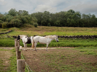 Two white horses behind a fence, Cloudy sky, Green pasture and forest in the background.