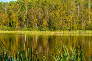 Fototapeta premium Forest and trees in autumn colors. Reflections in a calm lake.