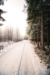 Obraz premium Wald