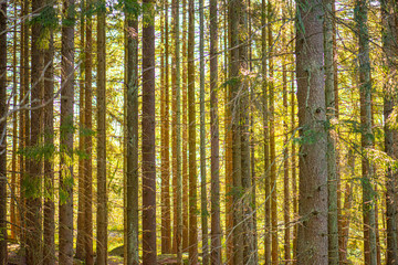 Obraz premium Streams of sun in between trees of a dense forest.