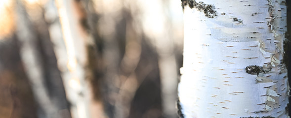 White and black birch trunks, woods in different focus. Betula forest