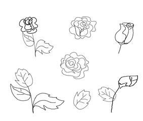 Drawing rose vector on isolate background.