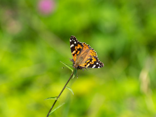 Fototapeta na wymiar Painted lady butterfly ( Vanessa cardui )